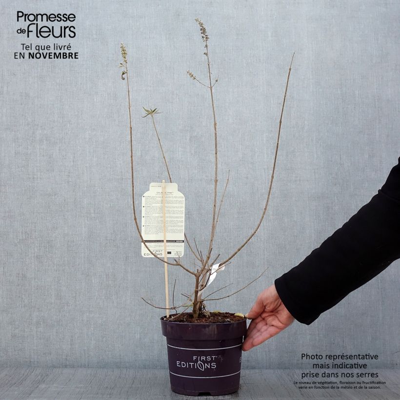 Esemplare di Vitex agnus-castus Galactic Pink - Gattilier Pot de 3L/4L come consegnato in autunno