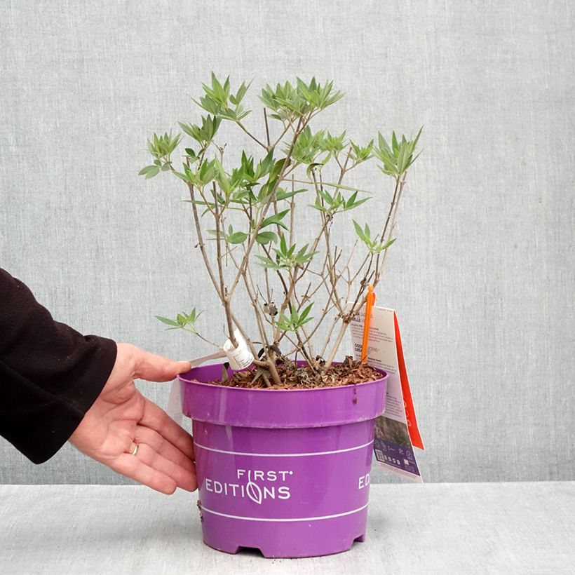 Esemplare di Vitex agnus-castus Galactic Pink - Agnocasto Vaso da 3L/4L come consegnato in autunno