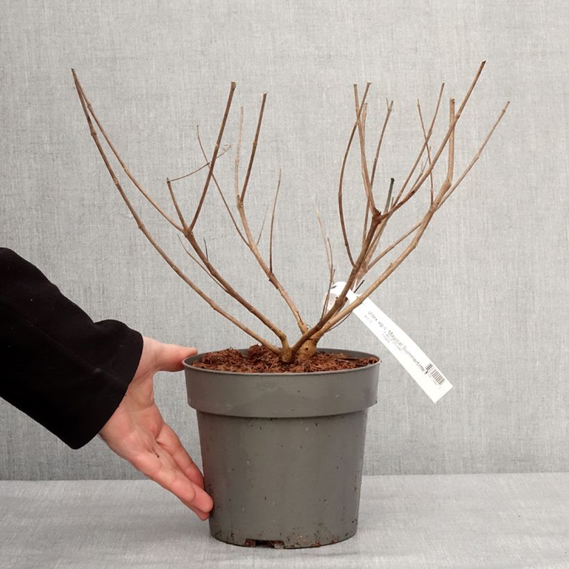 Vitex agnus-castus Magical Summertime Blues - Agnocasto Vaso da 2L/3L esemplare consegnato in inverno