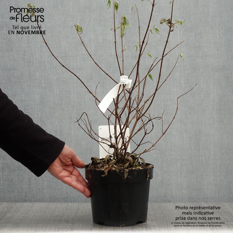 Esemplare di Vitex agnus-castus Pink Pinnacle - Agnocasto Vaso da 3L/4L come consegnato in autunno