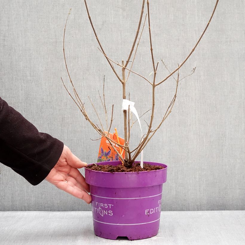 Vitex agnus-castus Queen Bee - Agnocasto Vaso da 3L/4L esemplare consegnato in inverno