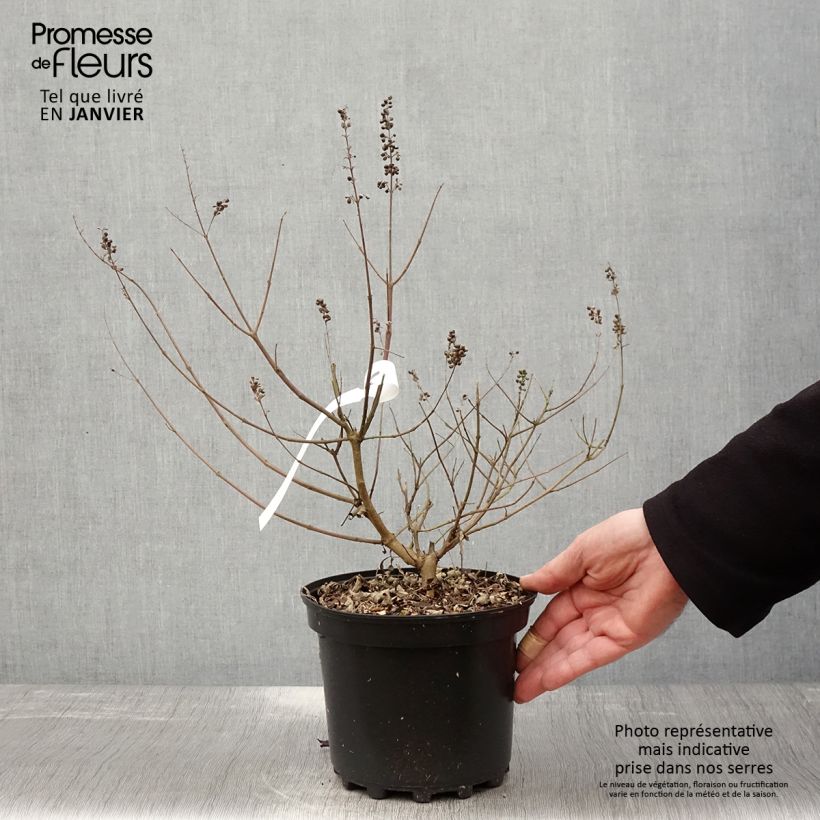 Vitex agnus-castus Santamaria - Agnocasto Vaso da 3L/4L esemplare consegnato in inverno