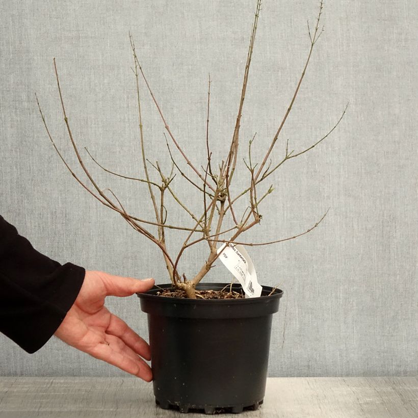 Vitex agnus-castus Santamaria - Agnocasto Vaso da 3L/4L esemplare consegnato in primavera