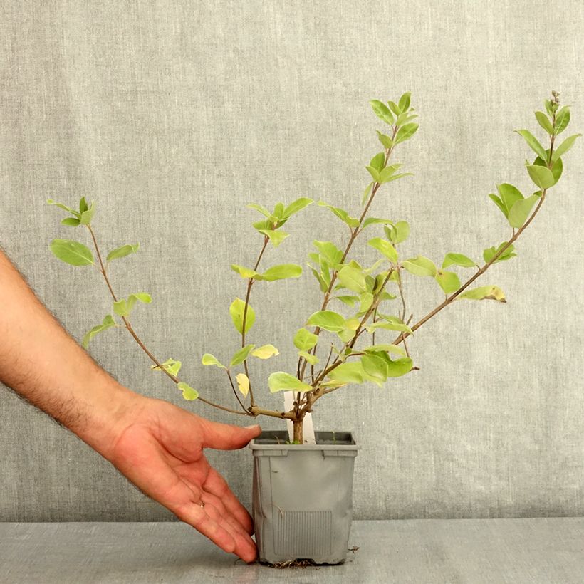 Esemplare di Vitex agnus-castus Chicagoland Blues - Agnocasto Vaso da Ø 12 cm / 13 cm consegnato in estate