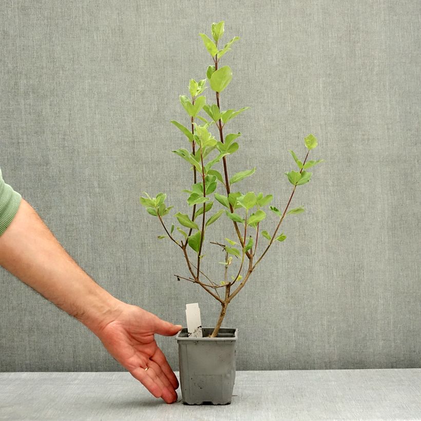 Vitex x agnus-castus Chicagoland Blues - Gattilier Pot de 12 cm / 13 cm esemplare consegnato in primavera