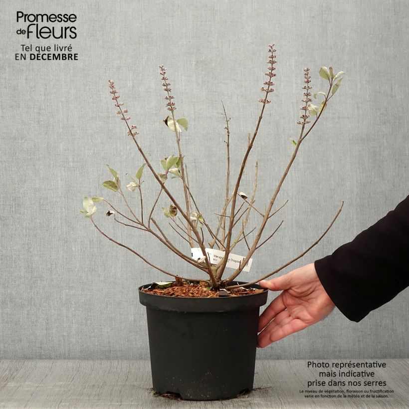 Esemplare di Vitex agnus-castus Chicagoland Blues - Agnocasto Vaso da 3L/4L come consegnato in autunno