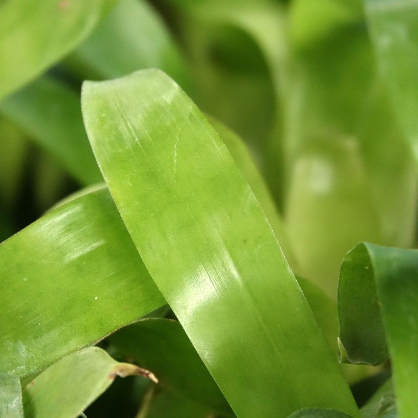 Vriesea Christiane (Fogliame)