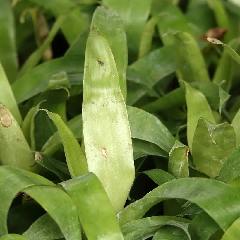 Vriesea Delphinus (Fogliame)