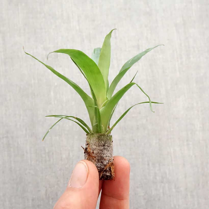 Vriesea Delphinus Mini-plante esemplare consegnato in primavera