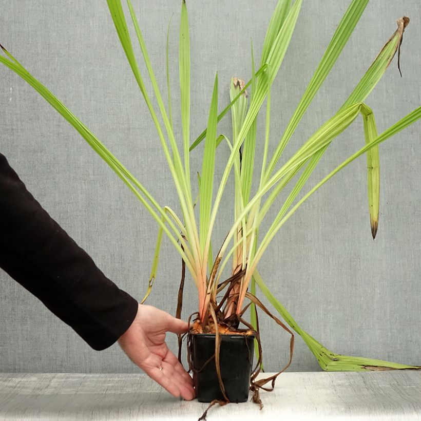 Esemplare di Wachendorfia thyrsiflora - Wachendorfie à thyrses Vaso da Ø 10 cm/11 cm come consegnato in autunno