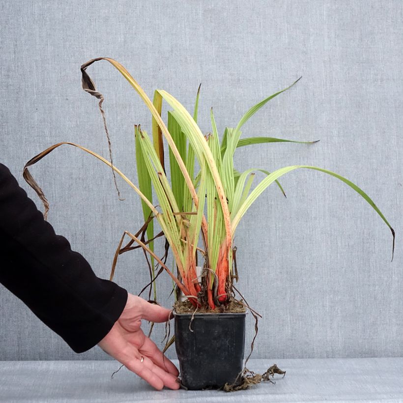 Wachendorfia thyrsiflora Vaso da Ø 10 cm/11 cm esemplare consegnato in inverno