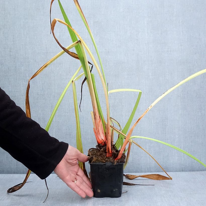 Wachendorfia thyrsiflora Vaso da Ø 10 cm/11 cm esemplare consegnato in primavera