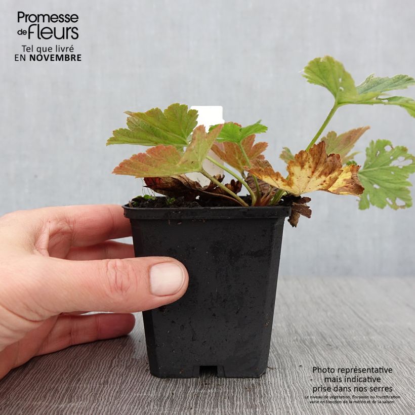 Esemplare di Waldsteinia geoides Vasetto da 8/9 cm come consegnato in autunno