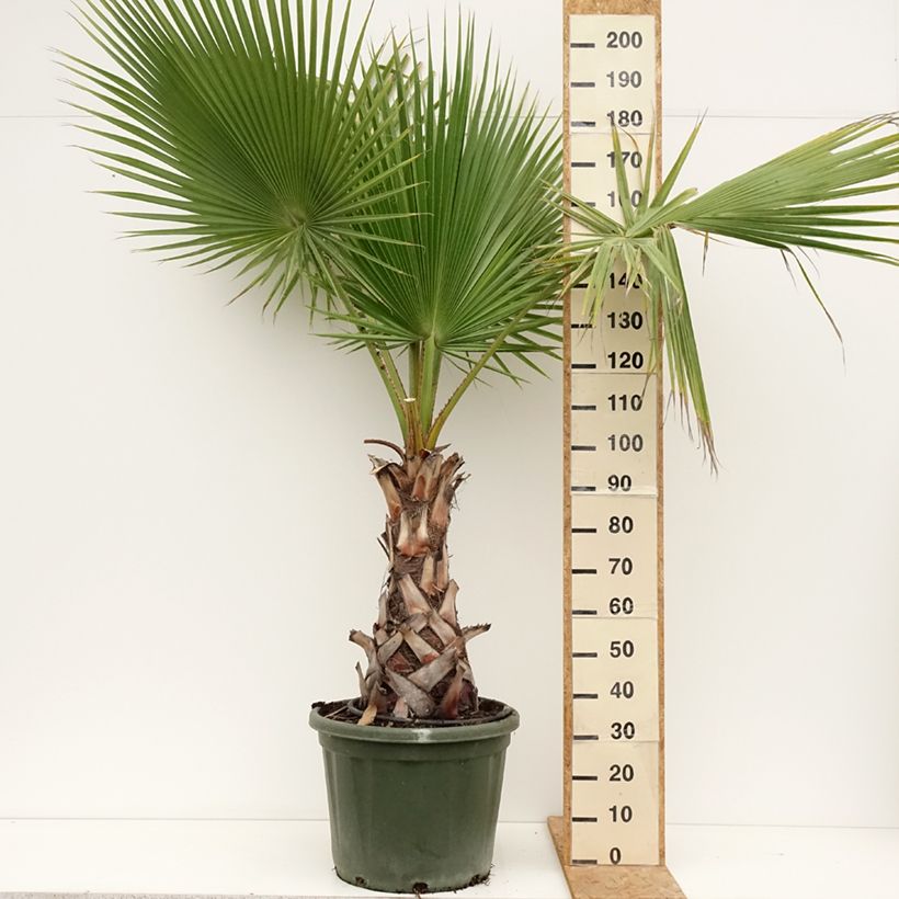 Esemplare di Washingtonia robusta - Palma messicana Vaso da 50L/55L consegnato in estate