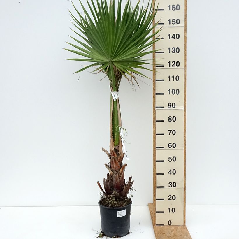 Washingtonia robusta - Palma messicana Vaso da 7,5L/10L esemplare consegnato in primavera
