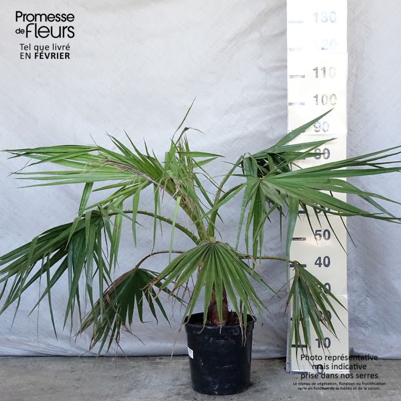 Washingtonia robusta - Palma messicana Vaso da 7,5L/10L esemplare consegnato in inverno