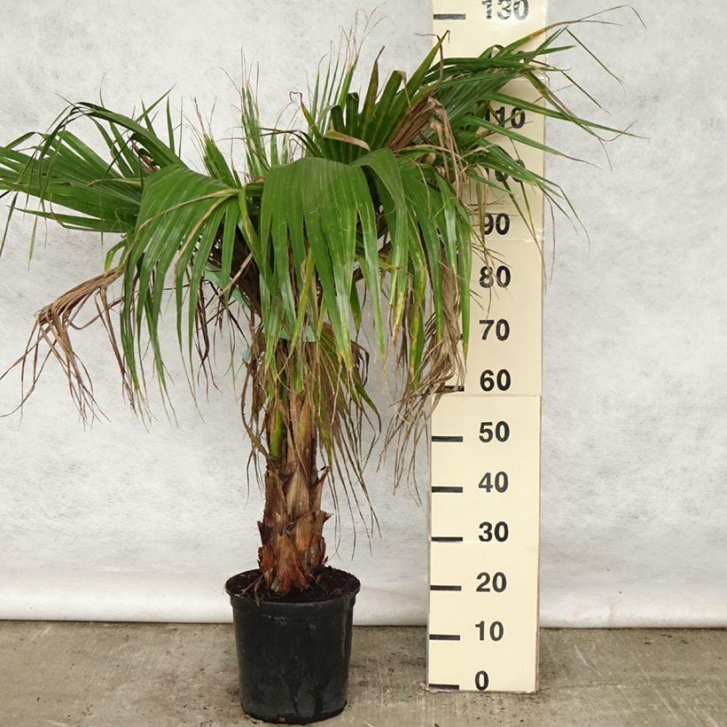 Washingtonia robusta - Palma messicana Vaso da 7,5L/10L esemplare consegnato in primavera