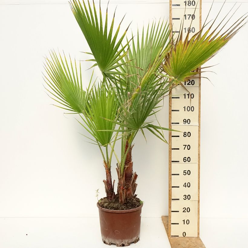 Esemplare di Washingtonia robusta - Palma messicana Vaso da 20L/25L consegnato in estate