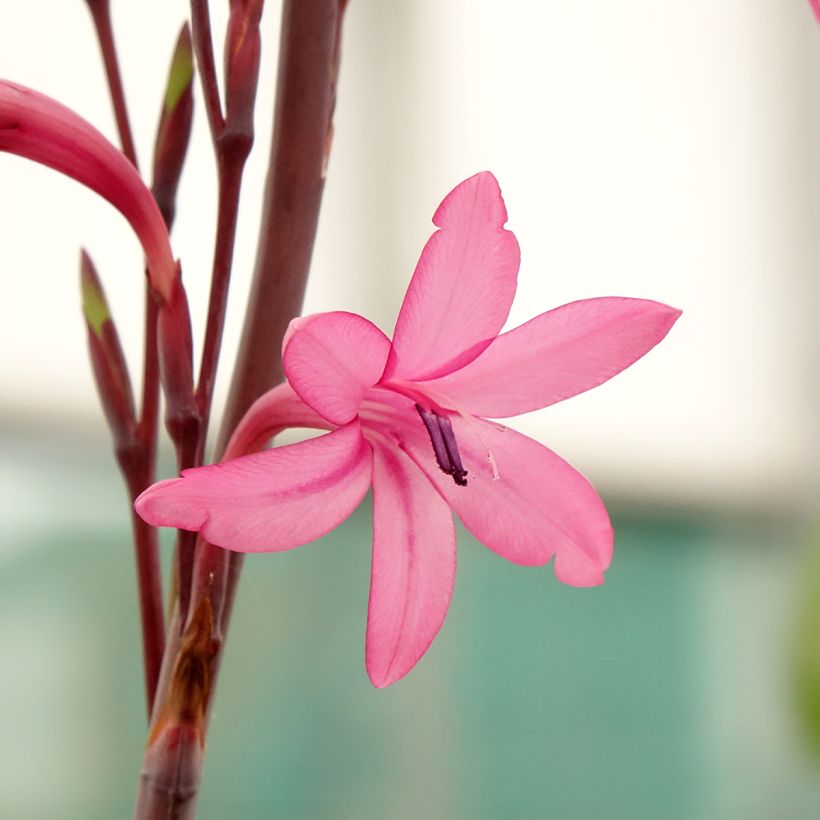 Watsonia borbonica (Fioritura)
