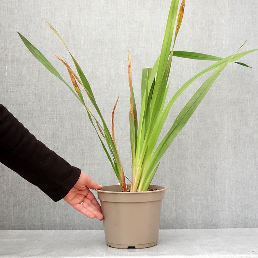 Watsonia borbonica Vaso da 4L/5L esemplare consegnato in inverno