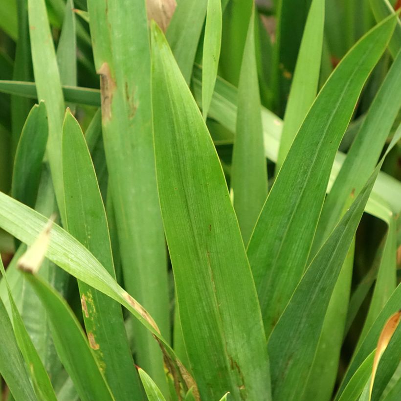 Watsonia gigantea (Fogliame)