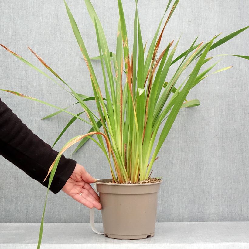 Watsonia gigantea Vaso da 4L/5L taglia 10+ esemplare consegnato in primavera