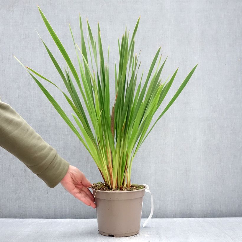 Watsonia gigantea Vaso da 4L/5L taglia 10+ esemplare consegnato in inverno