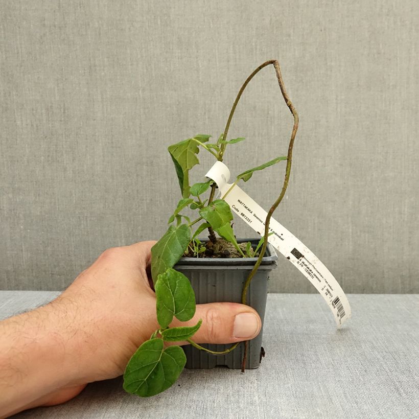 Esemplare di Dregea sinensis - Wattakaka Vasetto da 8/9 cm come consegnato in autunno