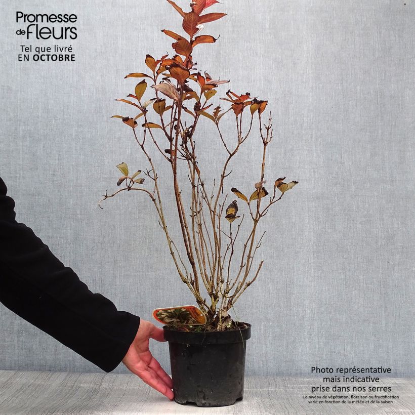 Esemplare di Weigelia Black and White Vaso da 3L/4L come consegnato in autunno