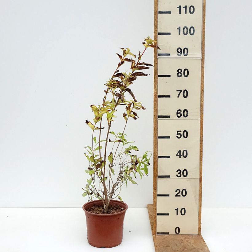 Esemplare di Weigelia Briant Rubidor Olympiade Vaso da 4L/5L come consegnato in autunno