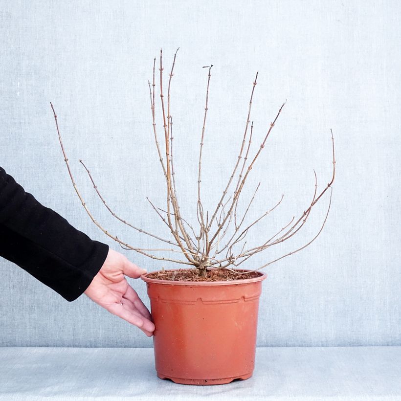 Weigelia Briant Rubidor Olympiade Vaso da 4L/5L esemplare consegnato in inverno