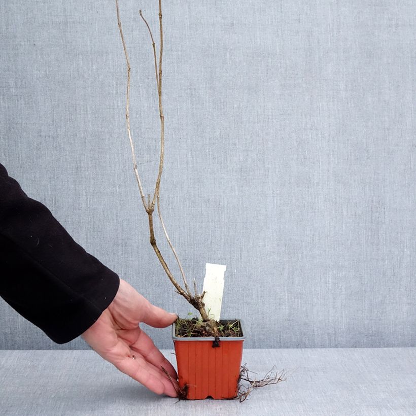 Weigelia Candida Vasetto da 8/9 cm esemplare consegnato in inverno