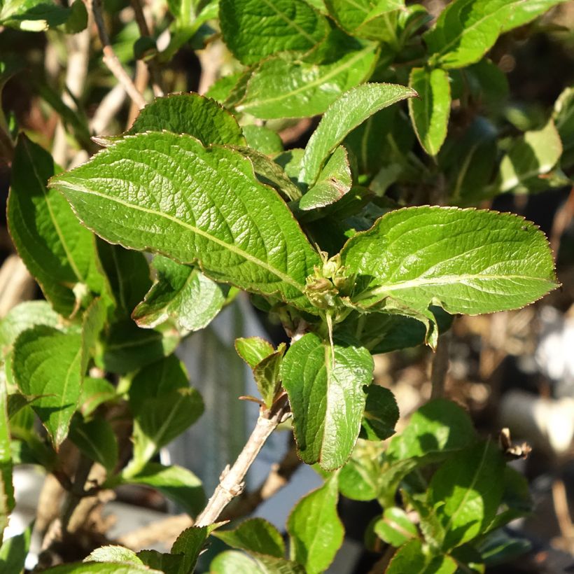 Weigelia Colourtwist Sunny Side Up (Fogliame)