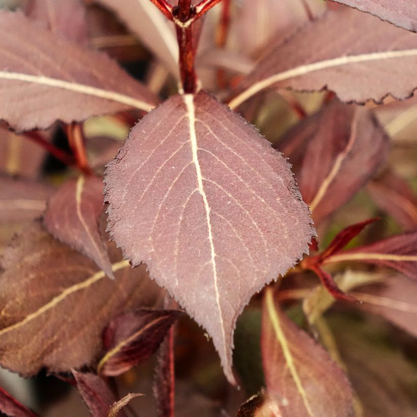 Weigelia Electric Love (Fogliame)