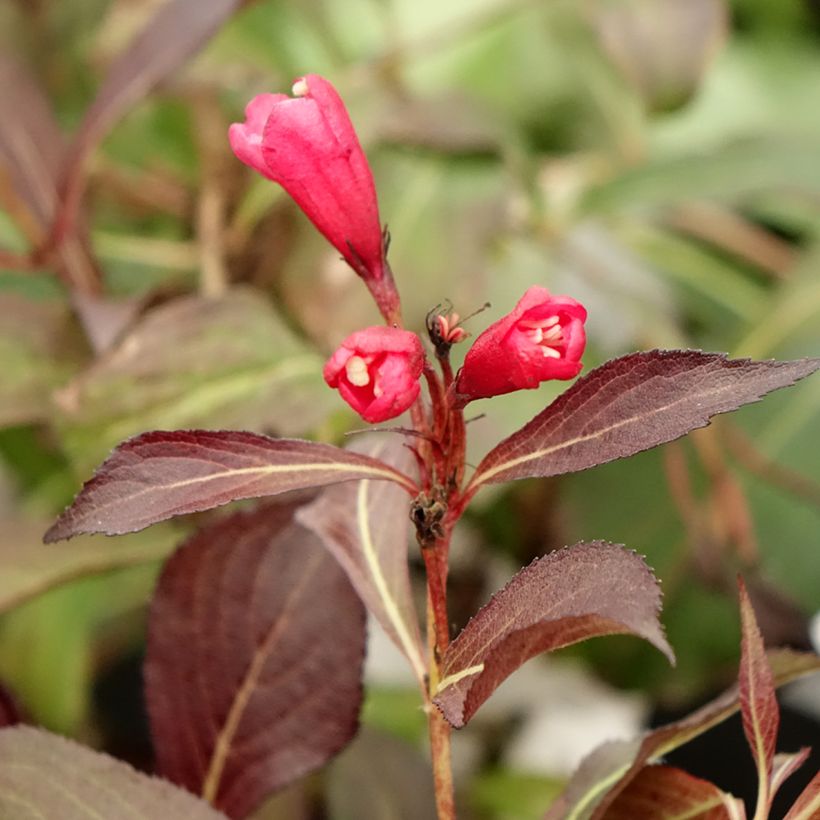 Weigelia Electric Love (Fioritura)