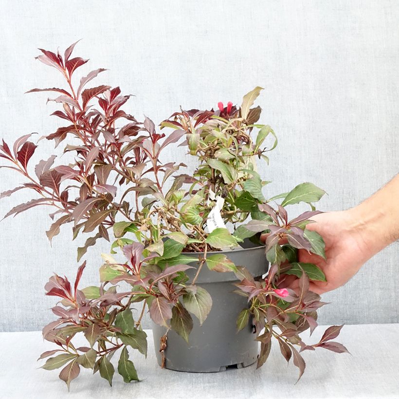 Esemplare di Weigelia Electric Love Vaso da 2L/3L consegnato in estate