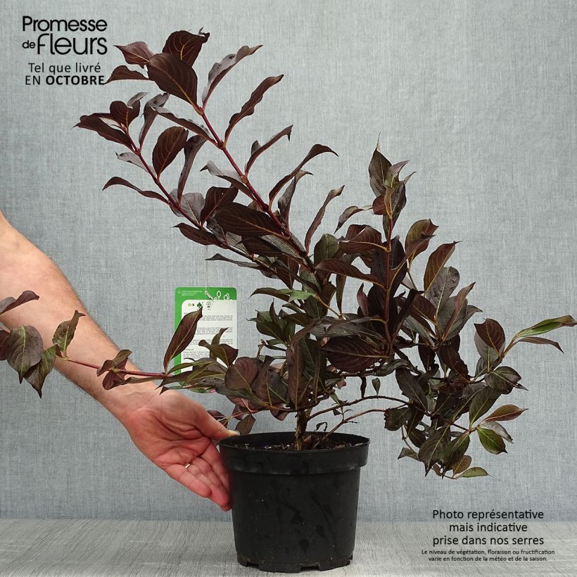 Esemplare di Weigelia Alexandra Vaso da 2L/3L come consegnato in autunno