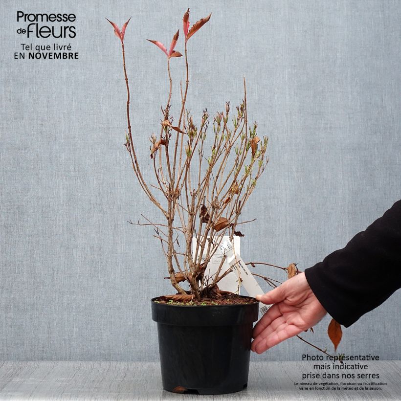 Esemplare di Weigelia Big Love Vaso da 3L/4L come consegnato in autunno