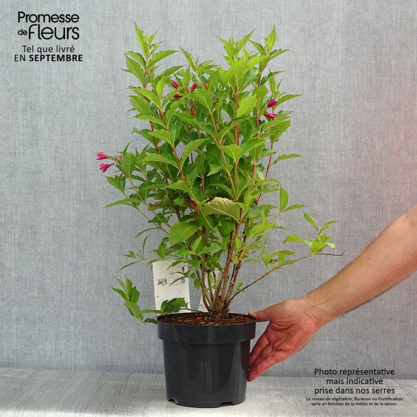 Esemplare di Weigelia Big Love Vaso da 3L/4L consegnato in estate