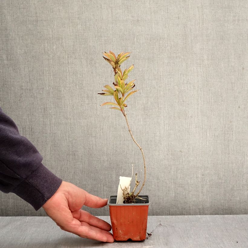 Esemplare di Weigelia Brigela Vasetto da 8/9 cm come consegnato in autunno