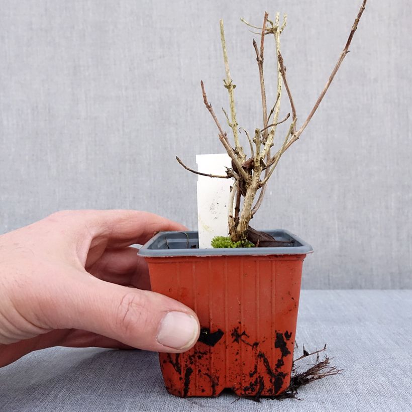 Weigelia Brigela Vasetto da 8/9 cm esemplare consegnato in inverno