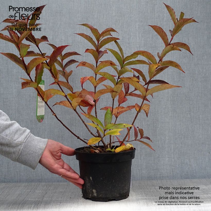 Esemplare di Weigelia Bristol Ruby Vaso da 2L/3L come consegnato in autunno
