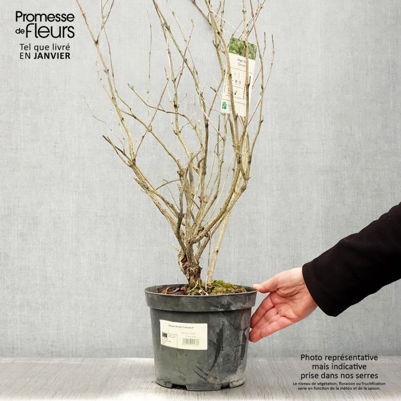 Weigelia Caricature Vaso da 4L/5L esemplare consegnato in inverno