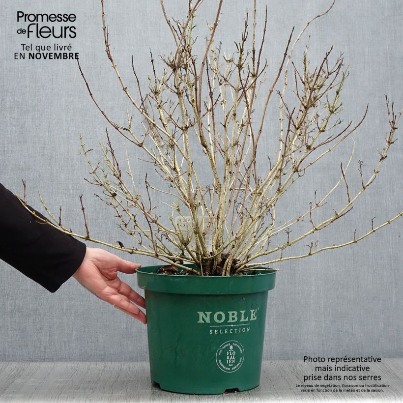 Esemplare di Weigelia Ebony and Ivory Vaso da 7,5L/10L come consegnato in autunno