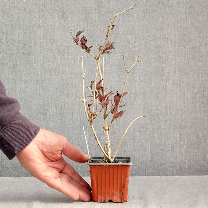 Esemplare di Weigelia Foliis Purpureis Vasetto da 8/9 cm come consegnato in autunno