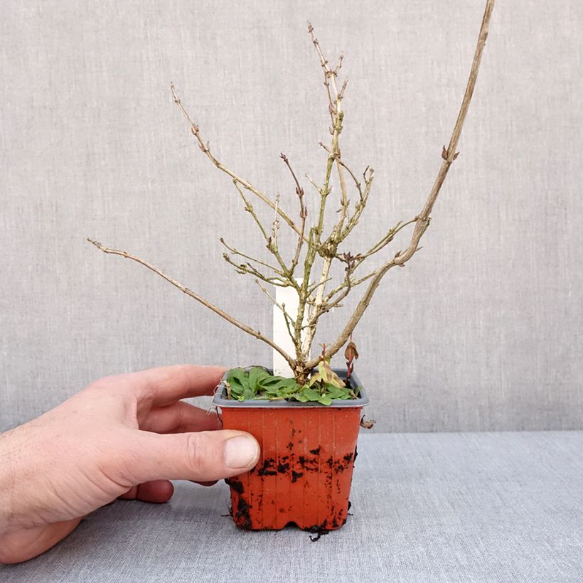 Weigelia Foliis Purpureis Vasetto da 8/9 cm esemplare consegnato in inverno