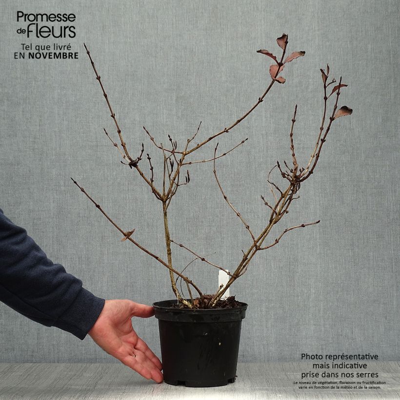 Esemplare di Weigelia Foliis Purpureis Vaso da 2L/3L come consegnato in autunno