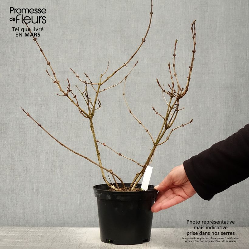 Weigelia Foliis Purpureis Vaso da 2L/3L esemplare consegnato in primavera