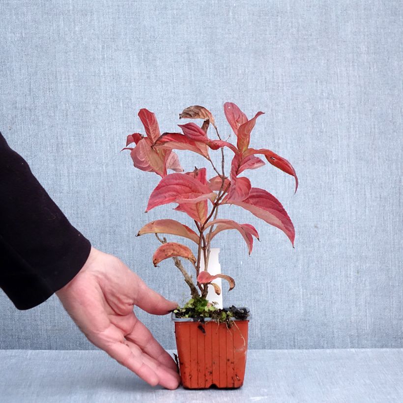 Esemplare di Weigelia Lime Monster Vasetto da 8/9 cm come consegnato in autunno