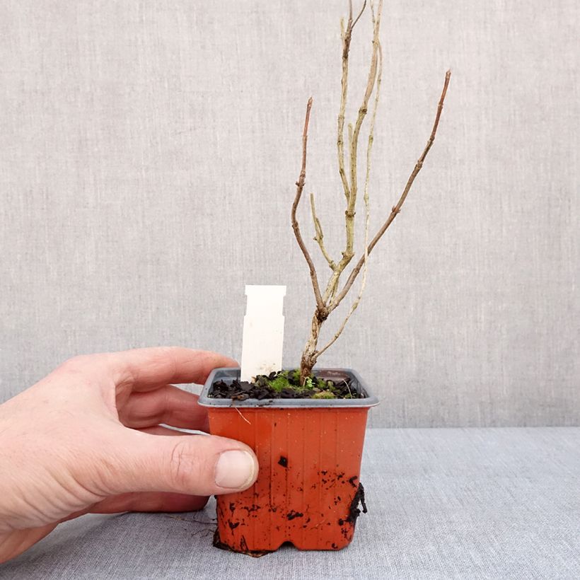 Weigelia Lime Monster Vasetto da 8/9 cm esemplare consegnato in inverno